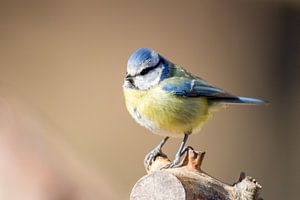 Mésange bleue (Cyanistes caeruleus) sur Dirk Rüter