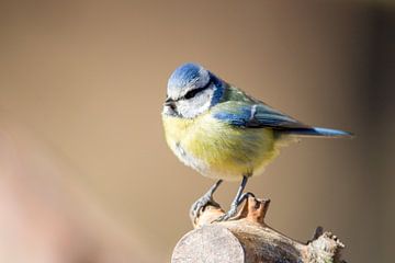 Pimpelmees (Cyanistes caeruleus) van Dirk Rüter