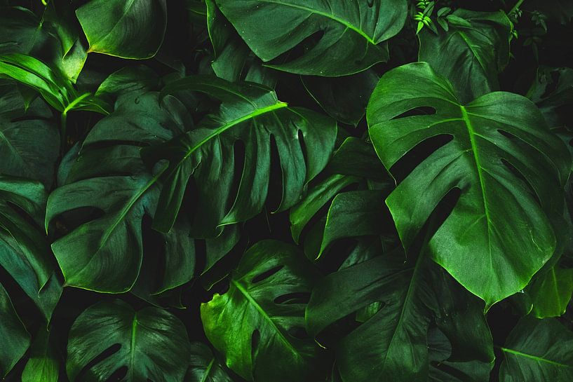 Monstera by Hello Pompoyo