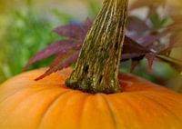 pumpkin time
