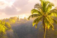 Palmboom zonsopkomst