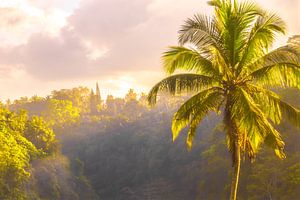 Palmboom zonsopkomst