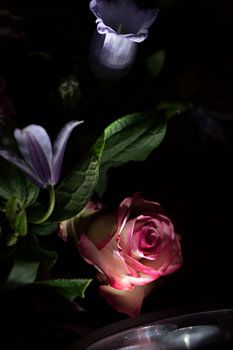 Blumen im Rampenlicht