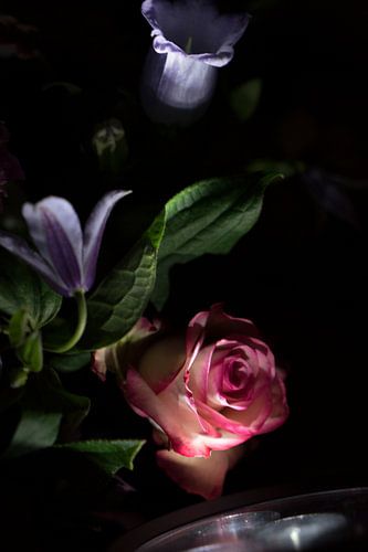 Flowers in the spotlight