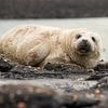 bébé phoque gris 5 sur Annelies Cranendonk