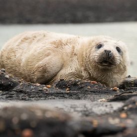 grijze zeehonden pup 5 van Annelies Cranendonk