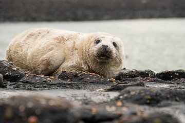 grijze zeehonden pup 5