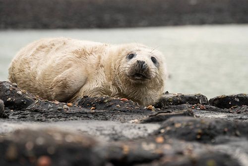 bébé phoque gris 5 sur Annelies Cranendonk