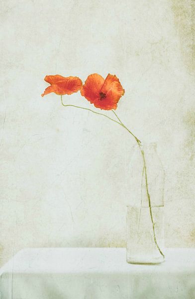 Two Poppies in a Bottle by Delphine Devos