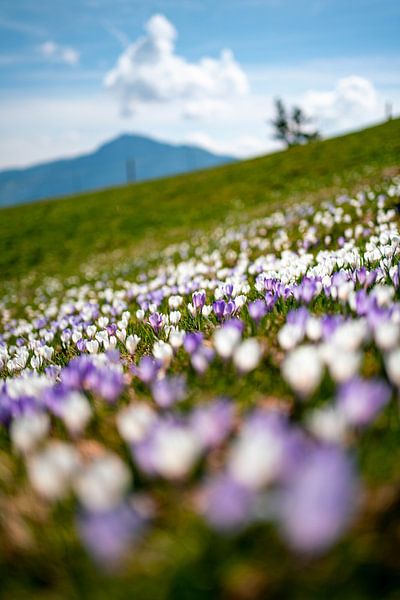 Flowery view of the Grünten from noon by Leo Schindzielorz