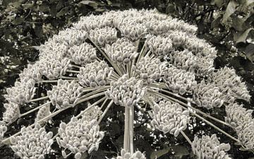 The screen of the hogweed looks like a fountain. by Natuurpracht   Kees Doornenbal