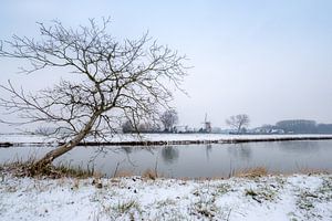 Molen De Korenbloem