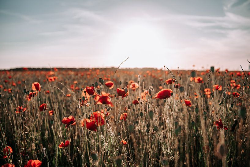 Klaprozen zonsondergang van Jantine Prins