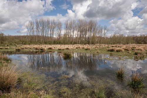 Reflection in Broekpolder