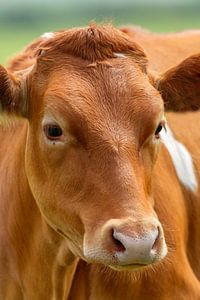 Cow sur Menno Schaefer