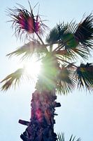 Palmboom Sicilië