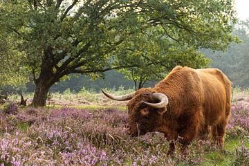Schotse Hooglander op de Posbank Heide van Charlene van Koesveld