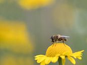 Nahaufnahme Biene von Jolanda de Jong-Jansen Miniaturansicht