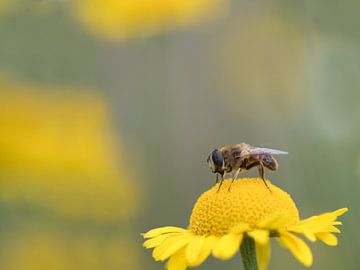 Close up bee by Jolanda de Jong-Jansen