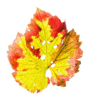 Feuille de vigne en automne