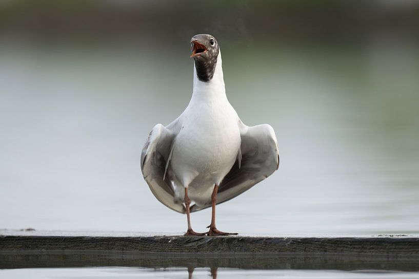 Lachmöwen Porträt von Sven Scraeyen