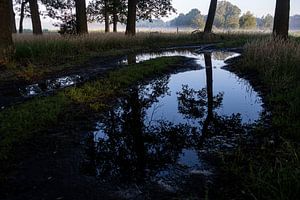 Spiegelung von Eichen in einer Regenpfütze