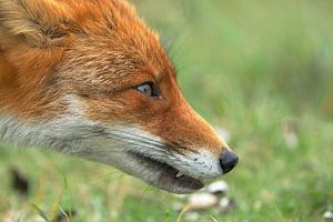 renard sur Rando Kromkamp