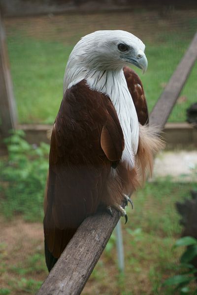 prachtige roofvogel by Bart Cornelis de Groot
