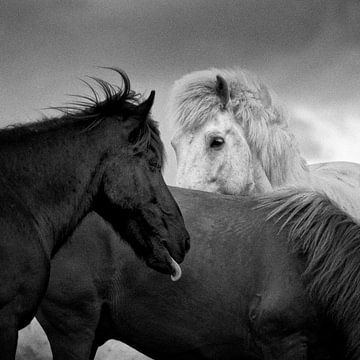 Icelandic Horses sur Ruud van den Berg