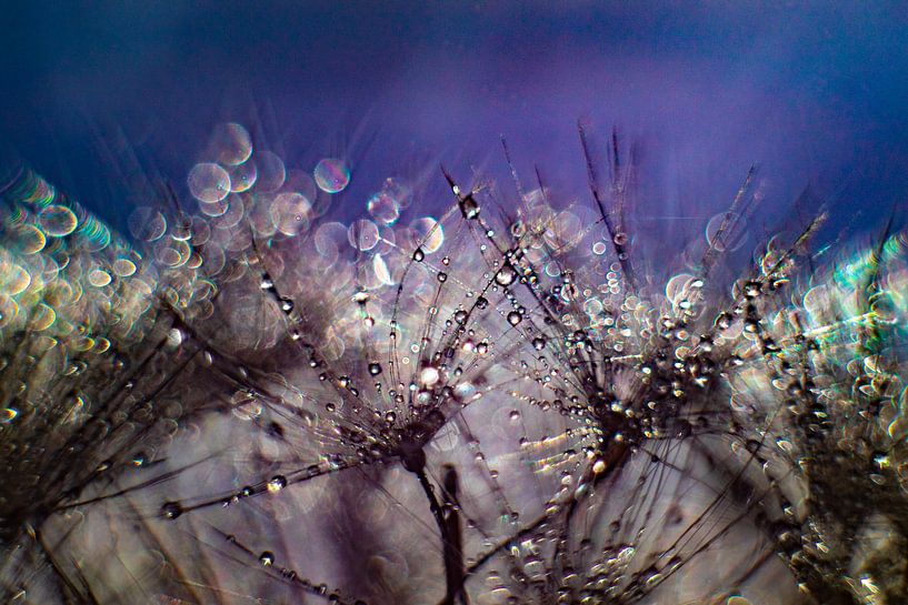 Löwenzahnflaum mit Tröpfchen und viel Bokeh von Anne Ponsen