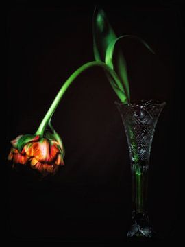 Tentorium Tulips 2 van Henk Leijen