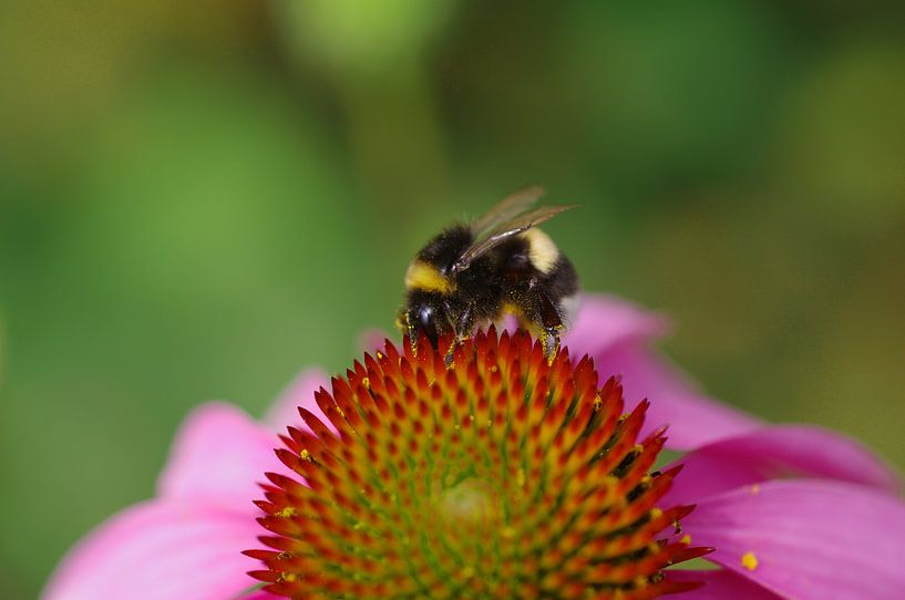 A bee on a flower by Daan Grashoff