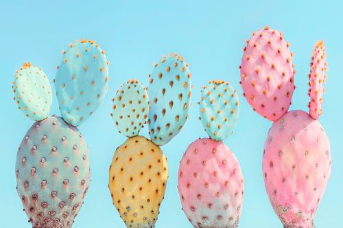 Colourful cacti