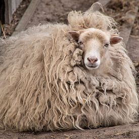 Een Ouessant schaap van Jörg Sabel - Fotografie