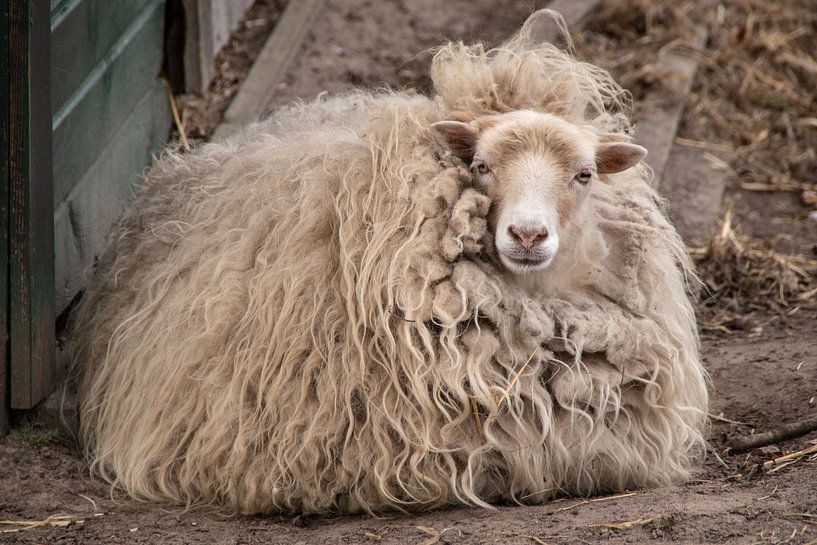 Un mouton d'Ouessant par Jörg Sabel - Fotografie