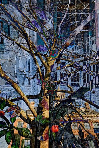 koningsboom in leeuwarden