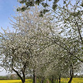Fietspad met bloeiende appelbomen van Karina Baumgart