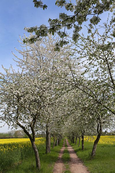 Fietspad met bloeiende appelbomen van Karina Gebert