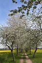 Fietspad met bloeiende appelbomen van Karina Gebert thumbnail