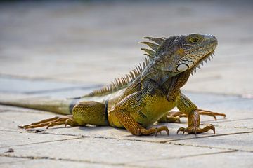 USA, Florida, Close up side view of giant orange reptile Iguana by Simon Dux