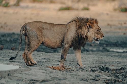 Leeuw in Namibië, Afrika