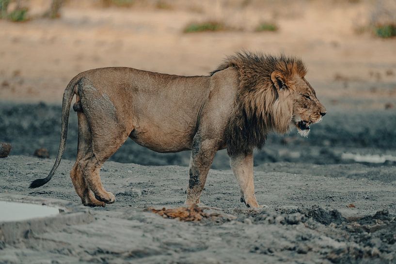 Lion in Namibia, Africa by Patrick Groß