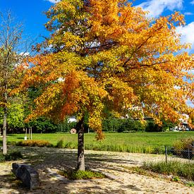 Kleurrijke bomen in het park Seizoen Herfst van Animaflora PicsStock