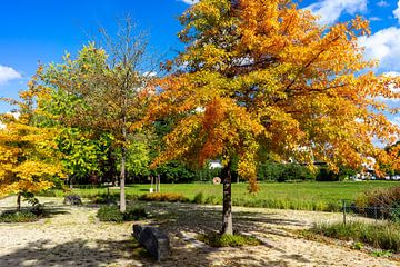 Kleurrijke bomen in het park Seizoen Herfst van Animaflora PicsStock