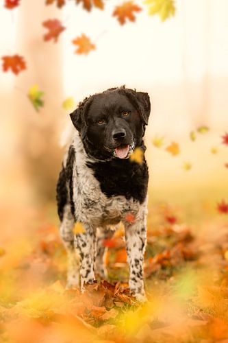 Autumn Hope