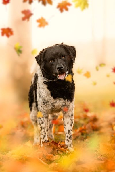 Espoir d'automne par Mijndierenfotograaf