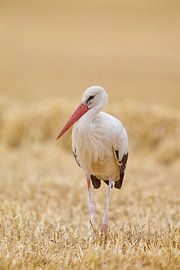 Cigogne blanche (Ciconia ciconia) sur Dirk Rüter