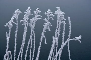 Planten met ijs rijp aan de waterkant van Trinet Uzun