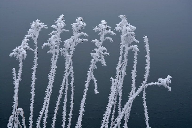 Pflanzen mit eisreifer Oberfläche am Wasser von Trinet Uzun