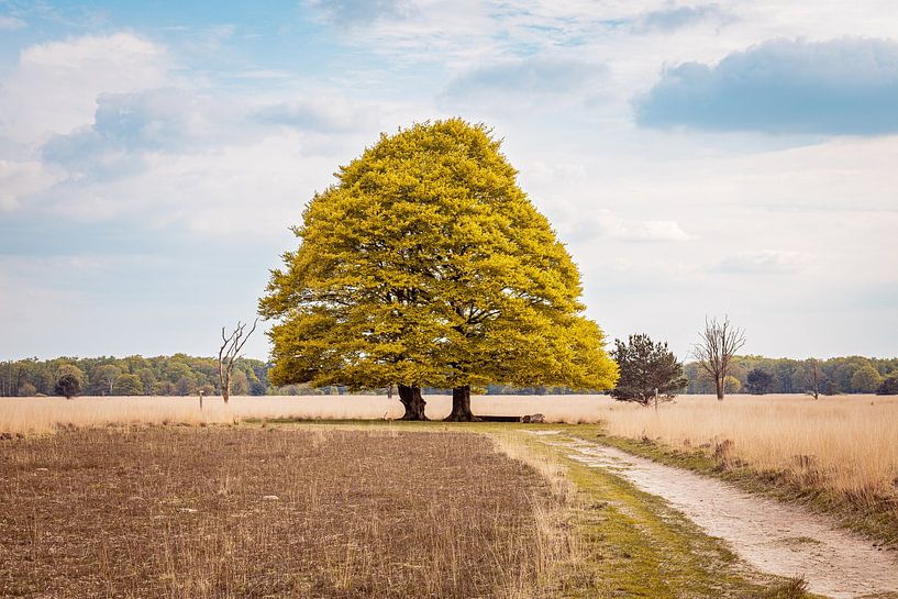 Eichenbaum Kampina Boxtel mit Fußweg von Zwoele Plaatjes